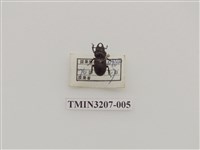 藏品(鄭氏肥角鍬形蟲)的圖片